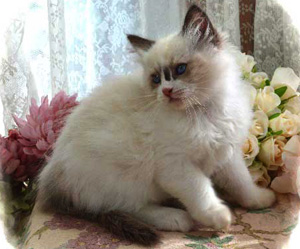 Des Moines IA Ragdoll Kittens Des Moines IA Kittens Des Moines IA Cat ...