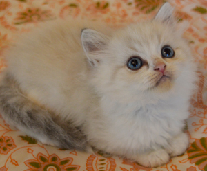 Des Moines IA Ragdoll Kittens Des Moines IA Kittens Des Moines IA Cat ...