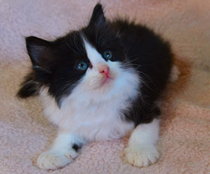 Des Moines IA Ragdoll Kittens Des Moines IA Kittens Des Moines IA Cat ...