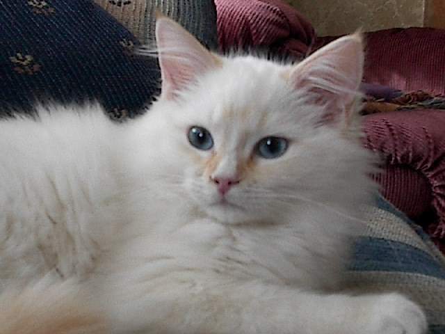 Blue, Seal & Flame Point Ragdoll Kittens in Iowa | Brier Rose Ragdolls