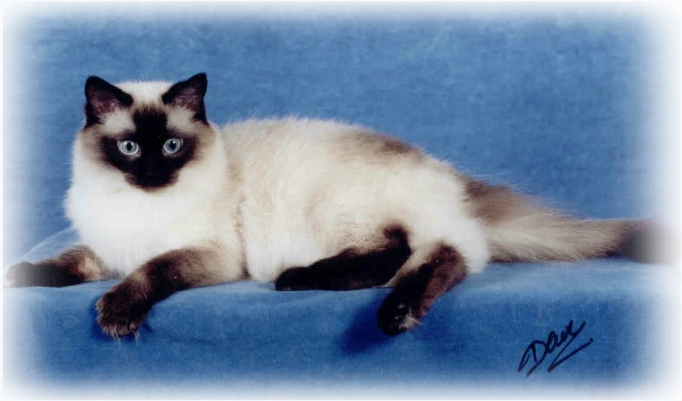 Colored Ragdoll Cats Iowa